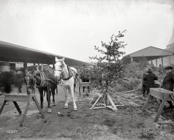 Horse Christmas Tree: 1919