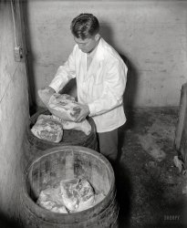Oct. 27, 1937. College Park, Maryland. "No longer is it necessary to age ham a year or so to obtain that sharp, pungent, cheesy flavor in the lean meat, so characteristic of Southern style ham. Speeding up nature, the Maryland Experiment Station, University of Maryland, in cooperation with the U.S. Department of Agriculture, has developed a process by which it is possible to produce some of these characteristic flavors in hams in relatively short time -- 6 to 10 weeks -- by holding them at temperatures from 107F to 125F in specially constructed incubator. The first step in the process is the thorough curing of the hams, three days being allowed for each pound of ham being cured. Mr. F.D. Carroll, of the Maryland Experiment Station, is shown with a few of the hams after they have been cured." Harris & Ewing Collection glass negative. View full size.