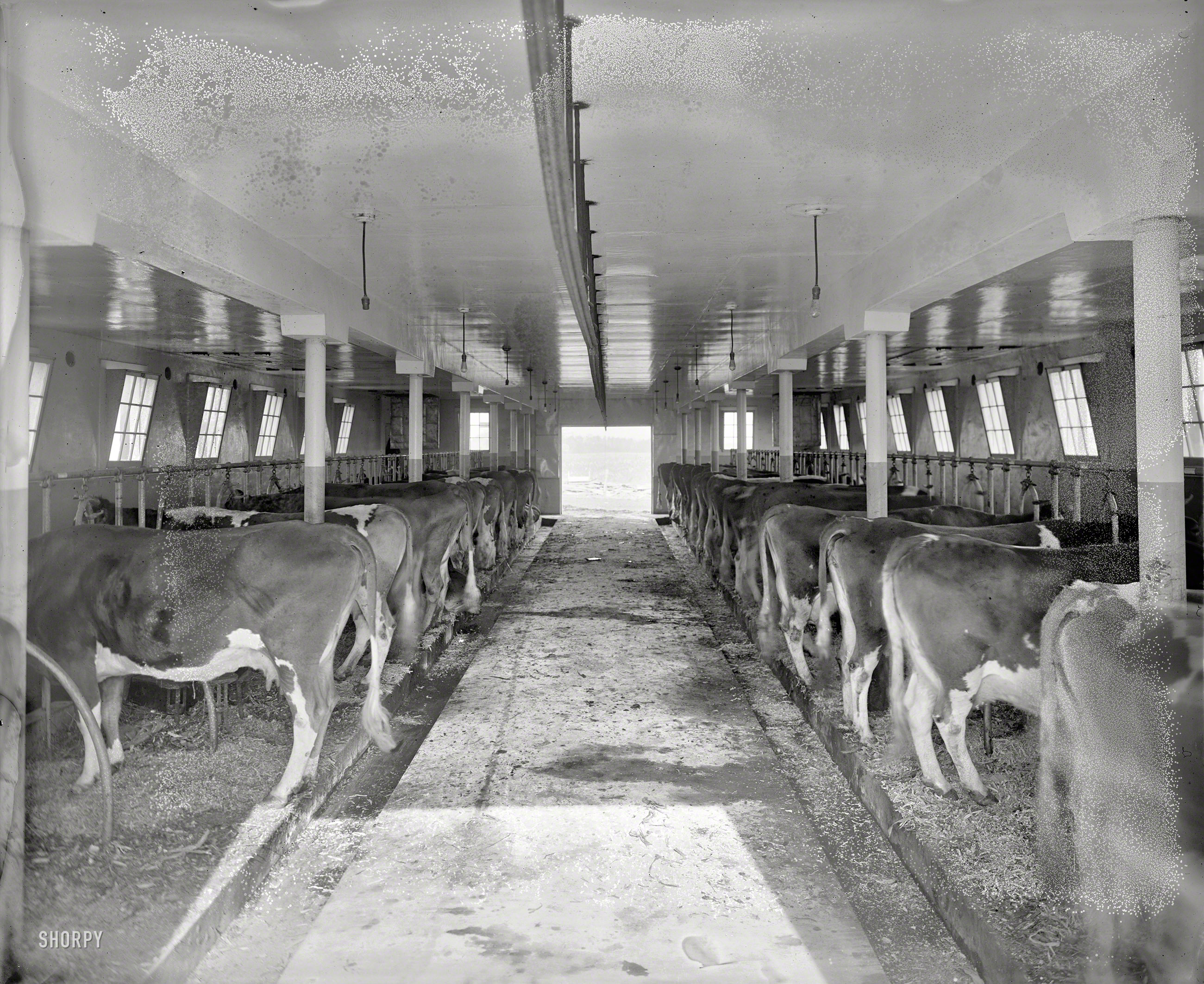 Washington, D.C., circa 1925. "Chestnut Farms Dairy." The business end of milk production. National Photo Co. glass negative. View full size.