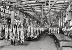 Washington, D.C., circa 1923. "Mutton in cold storage." Hangin and chillin, yo. National Photo Company Collection glass negative. View full size.