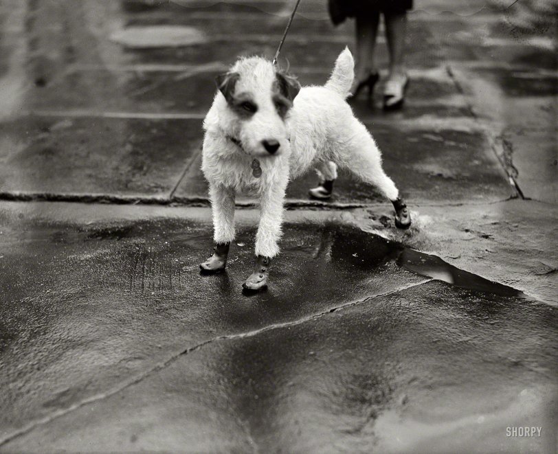 Feb. 9, 1928. Washington, D.C. "Peter Pan, wire-haired terrier pet of the personal secretary to President Coolidge and Mrs. Edward T. Clark, arrived at the White House today attired in 'flapper galoshes'." You lucky dog! View full size.
