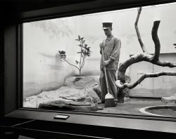 Washington, D.C., 1931. "Diorama depicting Homo sanitatius janitorii about to strike." Actually there was no caption for this one, so we improvised. Feel free to improve on it in the Comments. Harris & Ewing glass negative. View full size.