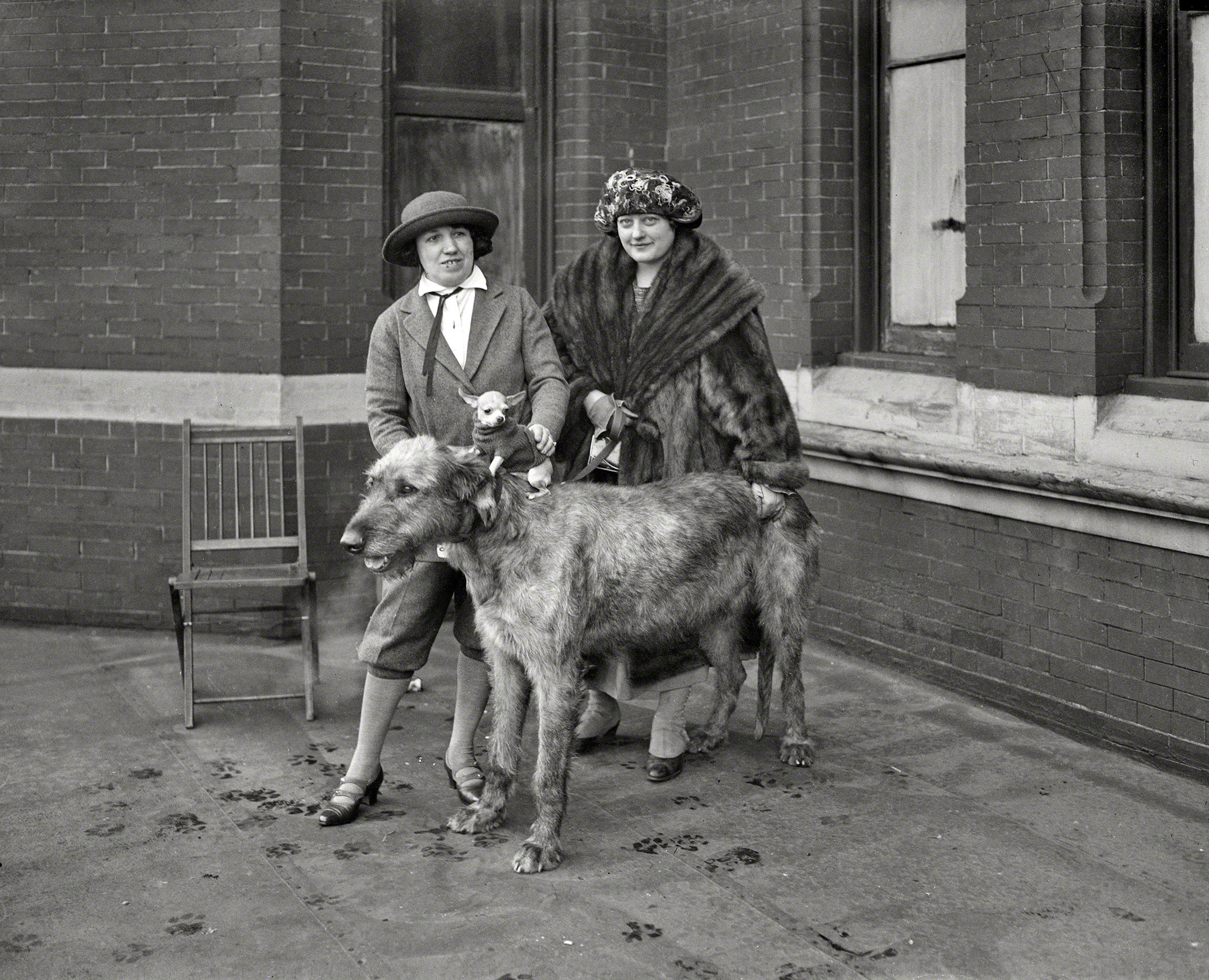 January 26, 1923. Washington, D.C. "Largest and smallest dog at dog show." Previously seen here. Harris & Ewing glass negative. View full size.