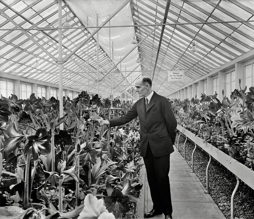 March 9, 1925. Washington, D.C. "Among the first to visit the 1925 Amaryllis Show at the government greenhouses on B Street was the new Secretary of Agriculture William M. Jardine." Harris &amp; Ewing Collection glass negative. View full size.
