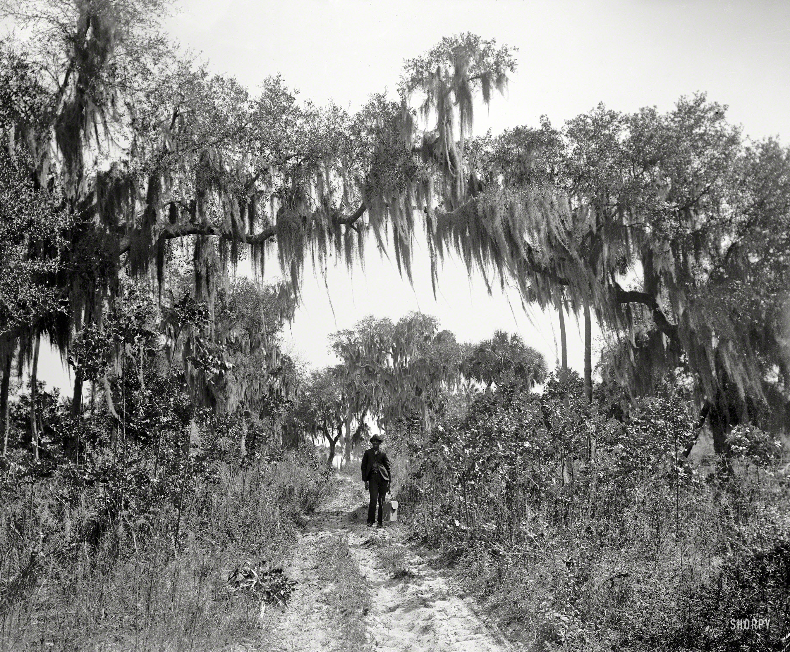 Florida circa 1897. "Road near Rockledge." 8x10 inch glass negative by William Henry Jackson. Note the giant plate carrier held by his assistant. View full size.