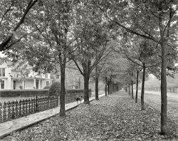 Autumn Leaves: 1899