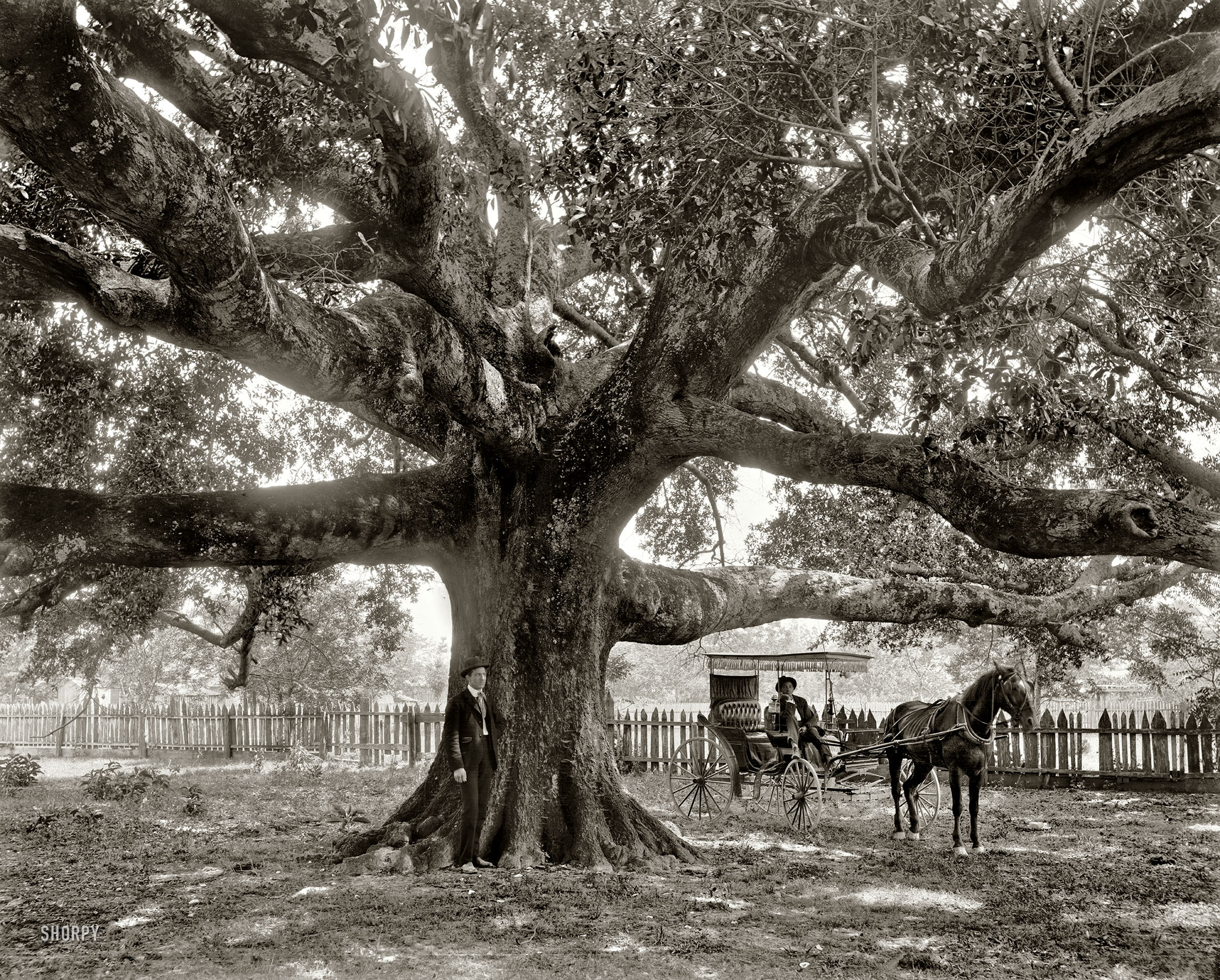Circa 1900. "The Mammoth Oak at Pass Christian, Mississippi." Plus a surrey with the fringe on top. 8x10 glass negative, Detroit Publishing Co. View full size.