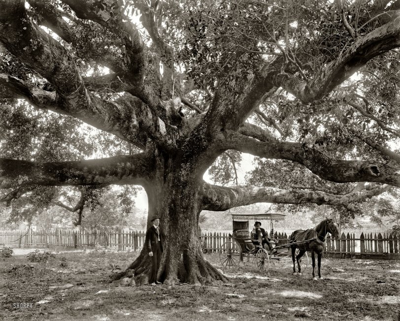 Mammoth Oak: 1900
