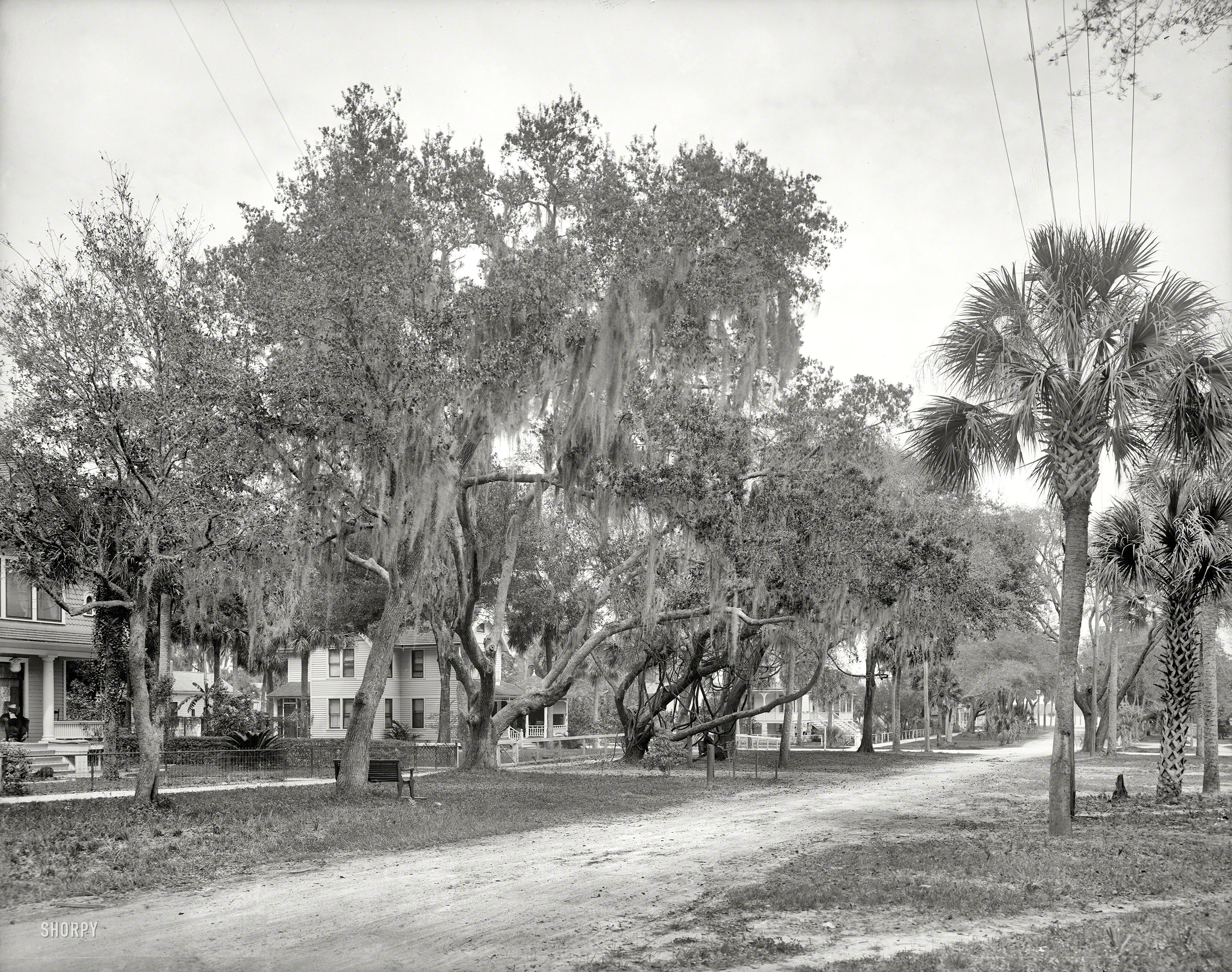 Circa 1904. "Daytona, Florida -- Magnolia Avenue." Where oaks and palms abound. 8x10 inch glass negative, Detroit Publishing Co. View full size.