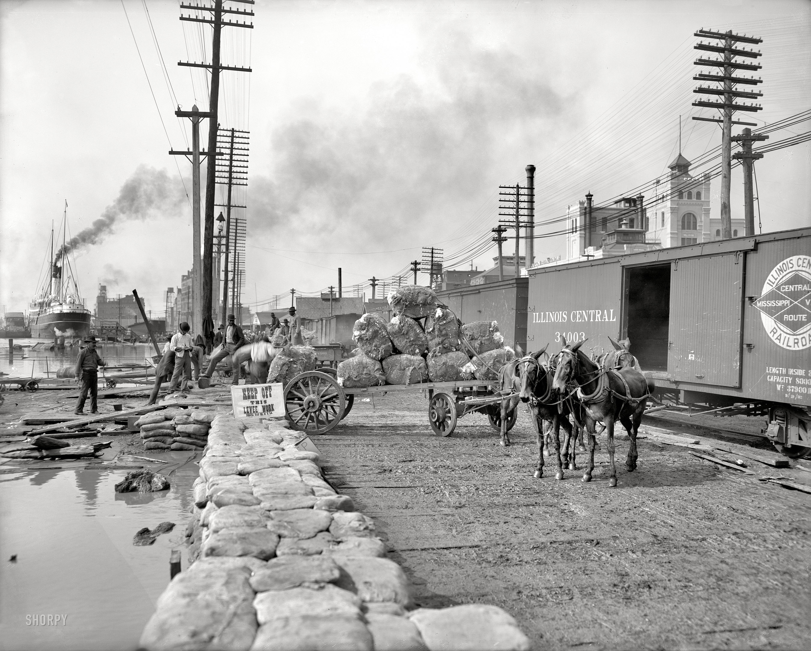 New Orleans circa 1903. "Mule teams and the levee." 8x10 inch dry plate glass negative, Detroit Publishing Company. View full size.