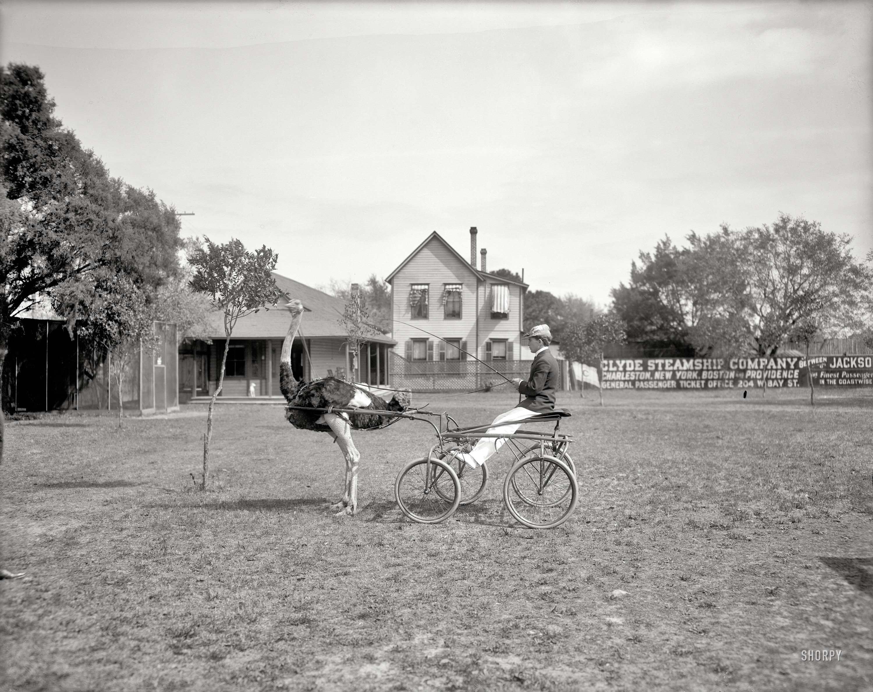 Florida circa 1905. "Oliver W., the famous trotting ostrich, Florida Ostrich Farm, Jacksonville." 8x10 inch glass negative, Detroit Publishing Co. View full size.