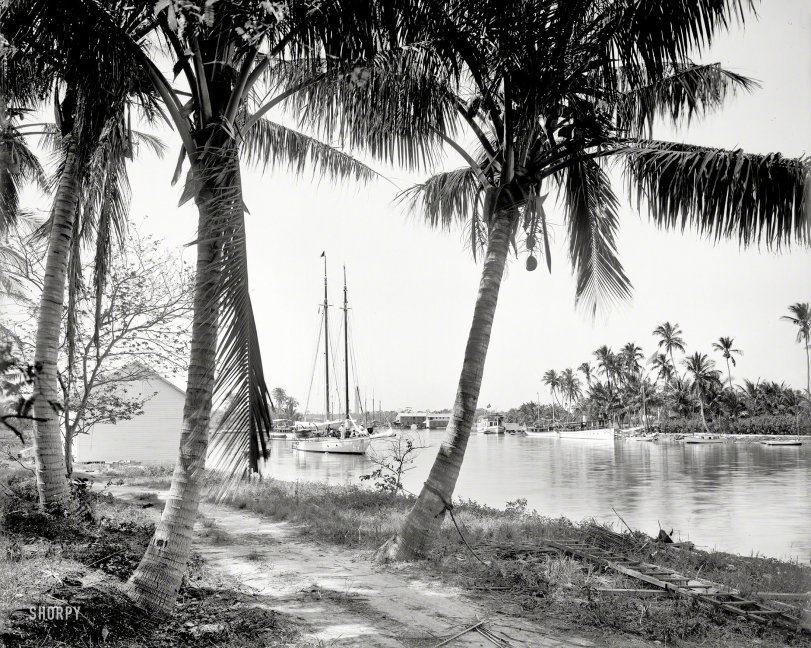 Miami, Florida, circa 1904. "On the Miami River." Back when the city's only high-rises were green and had coconuts at the top. View full size.
