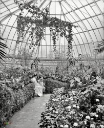 Detroit circa 1907. "Horticultural Building, Belle Isle Park." Check out their latest Vine. 8x10 inch glass negative, Detroit Publishing Company. View full size.
ChallengeOK Shorpy colorists, you're on.
Belle Isle BeautyInfo from the Belle Isle Conservancy website:
"The Anna Scripps Whitcomb Conservatory was opened in 1904 and was designed by Albert Kahn, modeled after Thomas Jefferson’s Monticello. The Conservatory is divided into 5 distinct sections: The Palm House, Tropical House, Showroom, Cactus House and the Fernery. Mrs. Anna Scripps Whitcomb bequeathed her 600-plant orchid collection to the City of Detroit and the Conservatory. In 1955 the Conservatory was dedicated to her." 
My family, beginning with my grandparents, visited Belle Isle at least twice yearly for nine decades. It's great to see the historical photos displayed here at Shorpy. I keep hoping to find family in one of these oldies.
Now belongs to the StateWith the current bankruptcy procedings of the City of Detroit going on, the State of Michigan has acquired ownership of the entire island including all upon it.  Hopefully this bids for better times, as it has fallen upon hardship in recent years.
Fond memoriesOf occasional visits here with my mother in the '50s.  For all the exotic plants, bright colors &amp; winter warmth, I most remember the humidity.  Now that Belle Isle is a state park, maybe the Conservatory will be returned to its former glory.
Grayhouse Kodachrome: 1956Interior of the Anna Scripps Whitcomb Conservatory on Belle Isle, Detroit, Michigan, April 1956. Scanned Kodachrome slide.
 
View full size. 
More Kodachrome slides of the interior and exterior that were taken in 1955-56 can be found here. 
MomMy mom told me stories of trips to Belle Isle on the streetcar when she was a young child. Here she is in 1936 at 17 years old in front of the greenhouse.
(The Gallery, DPC, Kids)