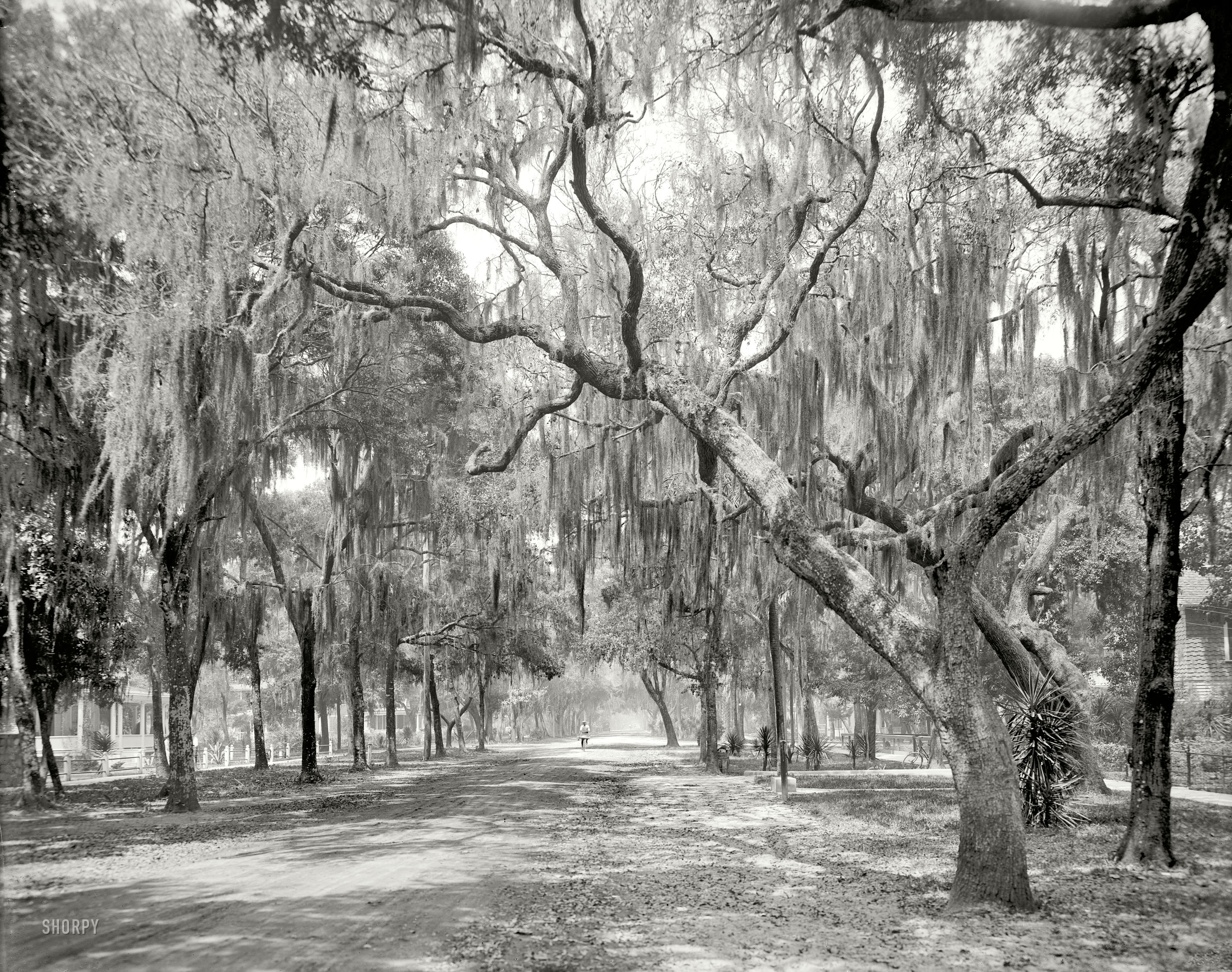 Daytona Beach, Florida, circa 1910. "South Ridgewood Avenue." Over the past century, the trees have thinned and the traffic has thickened. View full size.