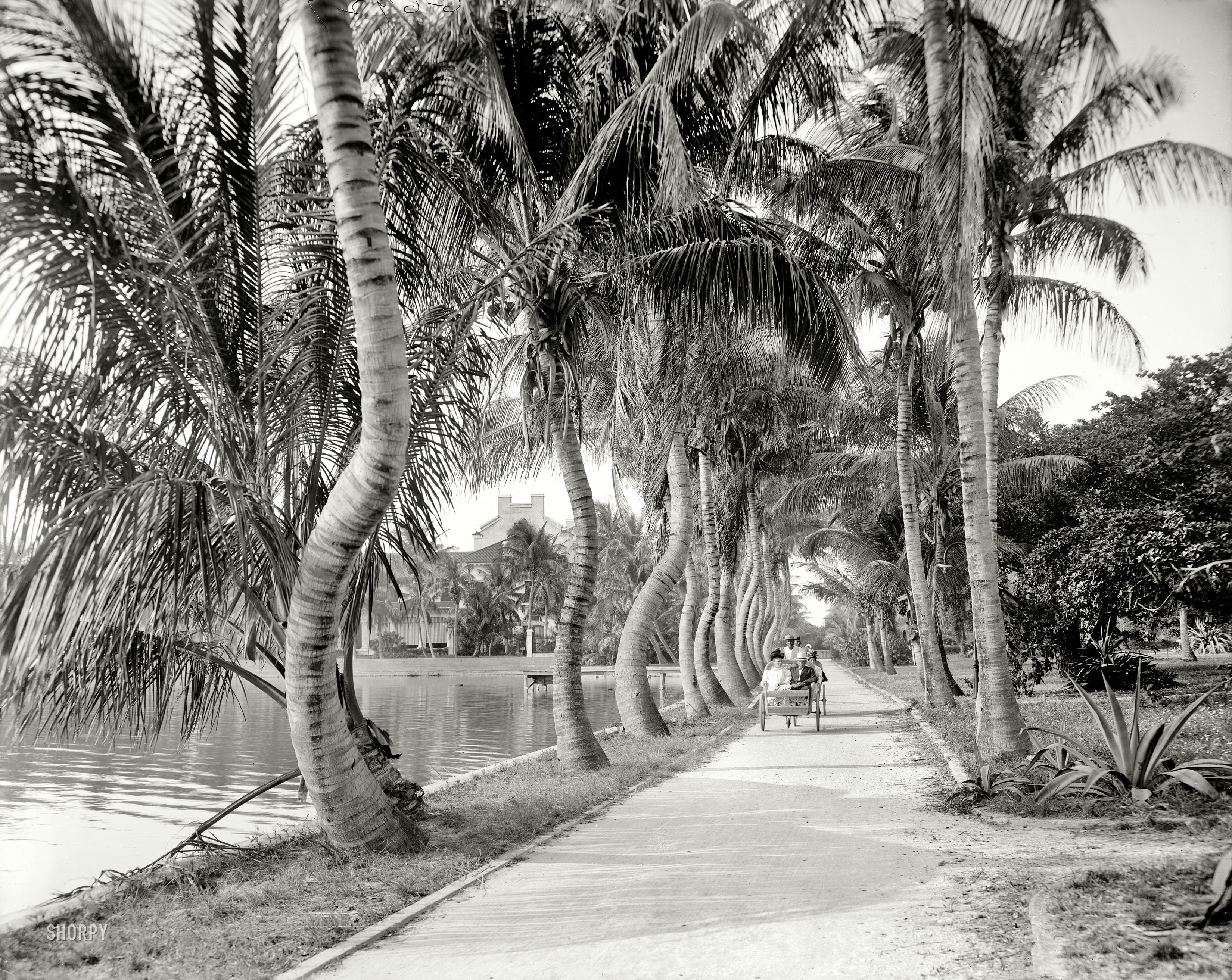Palm Beach, Florida, circa 1908. "Along the shore of Lake Worth." 8x10 inch dry plate glass negative, Detroit Publishing Company. View full size.