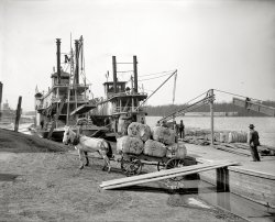 Vicksburg, Mississippi, circa 1910. "Unloading cotton at the levee." Sternwheel packet boat Mary Miller on the right. 8x10 glass negative. View full size.
