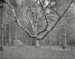 New Hampshire circa 1900. "The Wizard Tree, Cathedral Woods, North Conway, White Mountains." 8x10 glass transparency, Detroit Publishing. View full size.