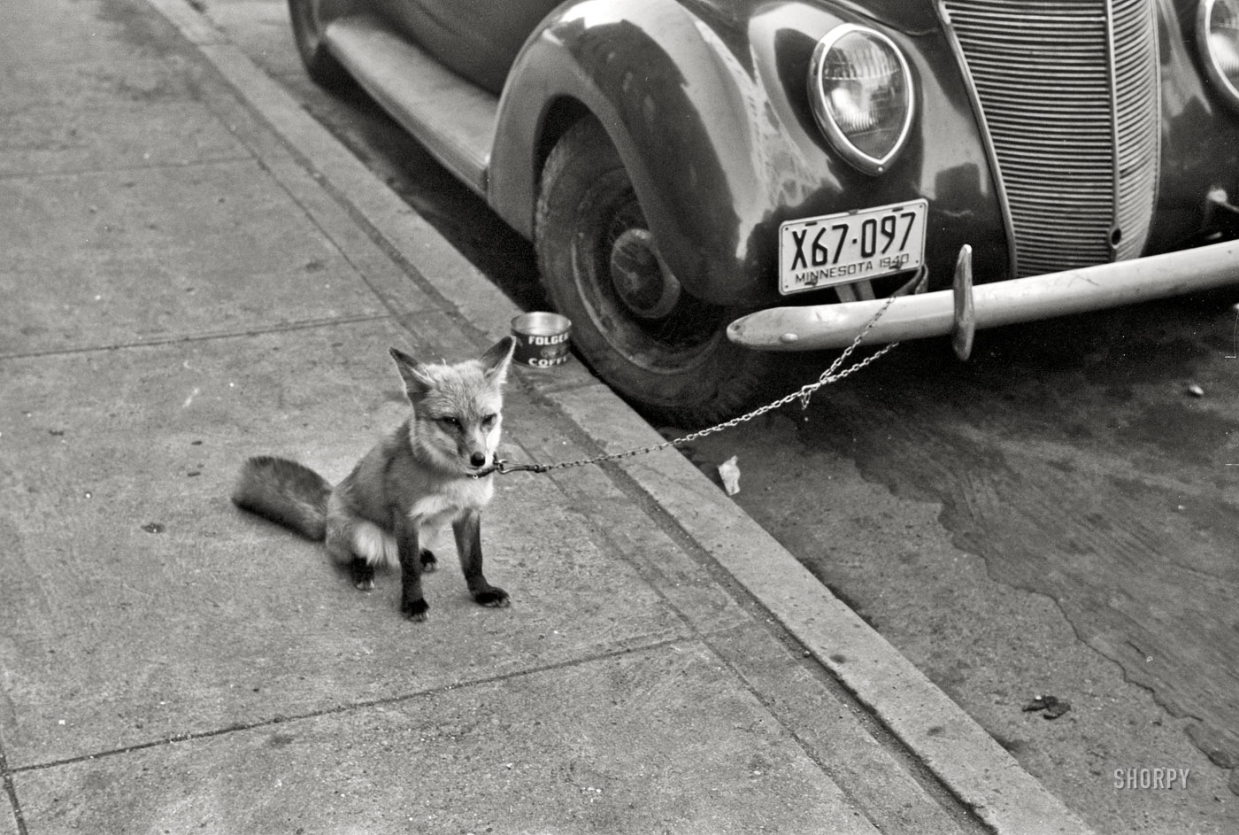 October 1940. Moorhead, Minnesota. "Fox chained to automobile." 35mm negative by John Vachon for the Farm Security Administration. View full size.