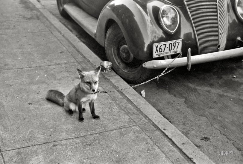 Ford Fox: 1940