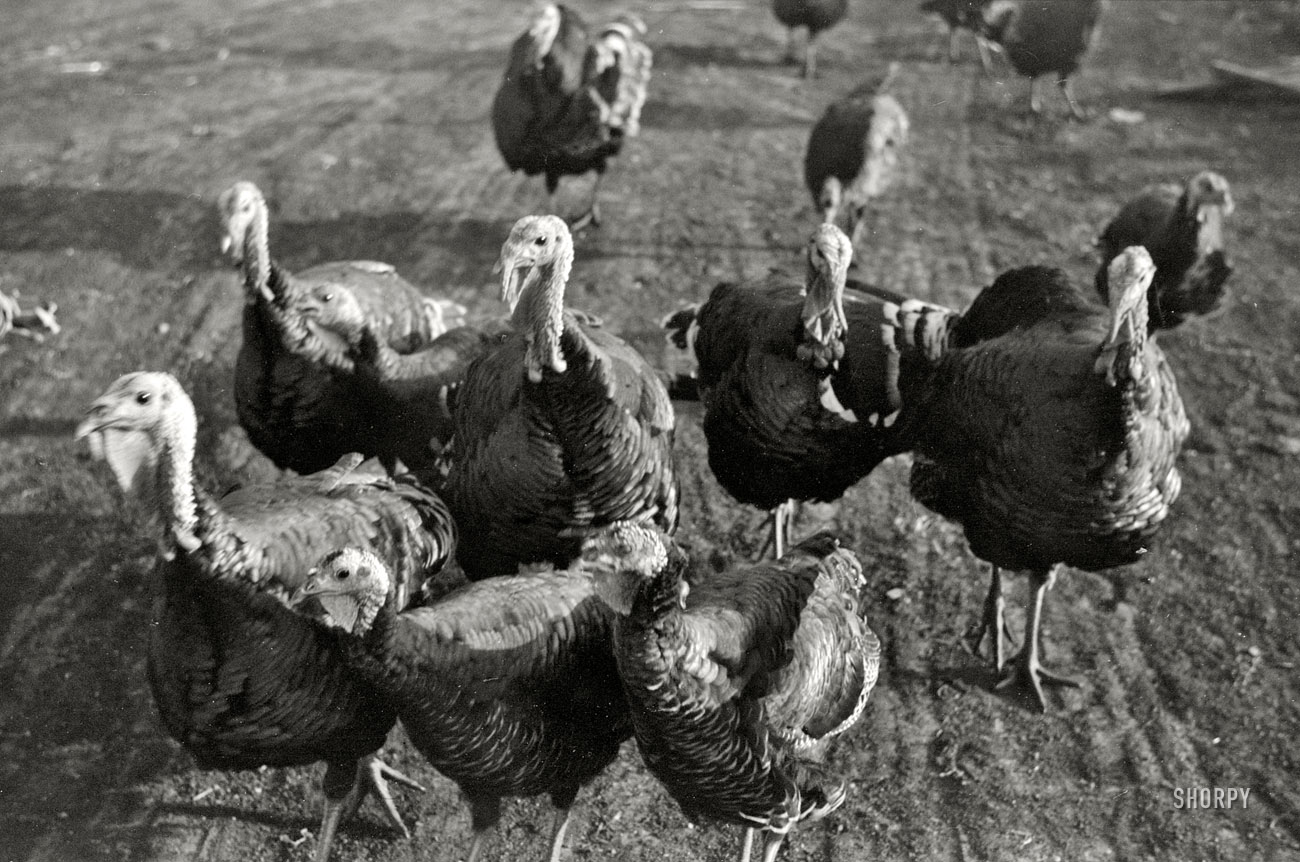 October 1940, somewhere in North Dakota. Happy Thanksgiving from Shorpy! 35mm nitrate negative by John Vachon for the FSA. View full size.
