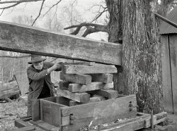 March 1936. "Cider mill at Crabtree Creek recreational demonstration area near Raleigh, North Carolina." This old-timer is leveraging his assets. Photo by Carl Mydans for the Resettlement Administration. View full size.