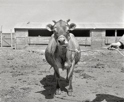 April 1936. "Ropesville Farms, Texas. United States Resettlement Administration rural rehabilitation project." Moooo. Photo by Arthur Rothstein. View full size.
