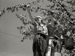 July 1936. "Picking cherries. Yakima, Washington." Photo by Arthur Rothstein for the Farm Security Administration. View full size.
Yuh-KEE-muhYakima is just down the road a piece from where I've lived all my life.  When I was a kid my brothers and I would go into hysterics when TV ads for cheap junk told us to send our $1.95 ("cash only, no checks!") to Box 10, Yuh-kee-muh, Washington.  It's actually pronounced Yak-ih-maw.  Likewise, we could sometimes buy our cheap Like Seen on TV junk from an address in Spoh-cane Washington, instead of the real Spokane, pronounced Spoh-can.  Washington State has some unusual place names, many of which get routinely mangled when spoken by non-natives.  Puyallup and Sequim are probably the most mangled.
Why is this woman smiling?When I was a kid I spent one day picking cherries at an orchard in Loveland, Colorado. I ended that day scratched, sticky and 35 cents richer. The only good thing was the mid-day meal, which included unpasteurized milk and homemade bread. This suburban boy might as well have been on another planet. Today it's a cherished memory.
Khaki LinenShe is beautiful and very elegant in her khaki linen. 
Still PickingThere are still some orchards in Yakima, though most are now in outlying areas. Most of the workers and increasingly orchard owners are of Mexican heritage.  The wires in the background are probably there for hops to climb, not power lines.
Classic three leg ladderShe's at the top of a 3 legged cherry picker ladder, favored for its stability on rough ground and the ability to wedge its way into brambles of branches.  Have seen those up to at least 20 feet high.  The basic principles of ladder safety are not being well observed here, but there's a lot of cherries to be picked and not much time to do it.
(The Gallery, Agriculture, Arthur Rothstein)