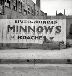 June 1936. Memphis, Tennessee. The somewhat cryptic (not to mention racist) caption for this one is recorded as "Coon dawgling." Medium-format nitrate negative by Dorothea Lange for the Resettlement Administration. View full size.