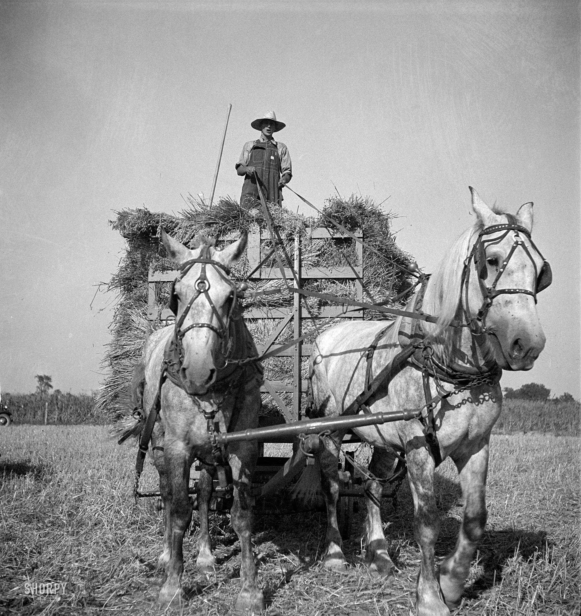 July 1936. "Harvesting oats. Clayton, Indiana, south of Indianapolis." Medium-format nitrate negative by Dorothea Lange. View full size.