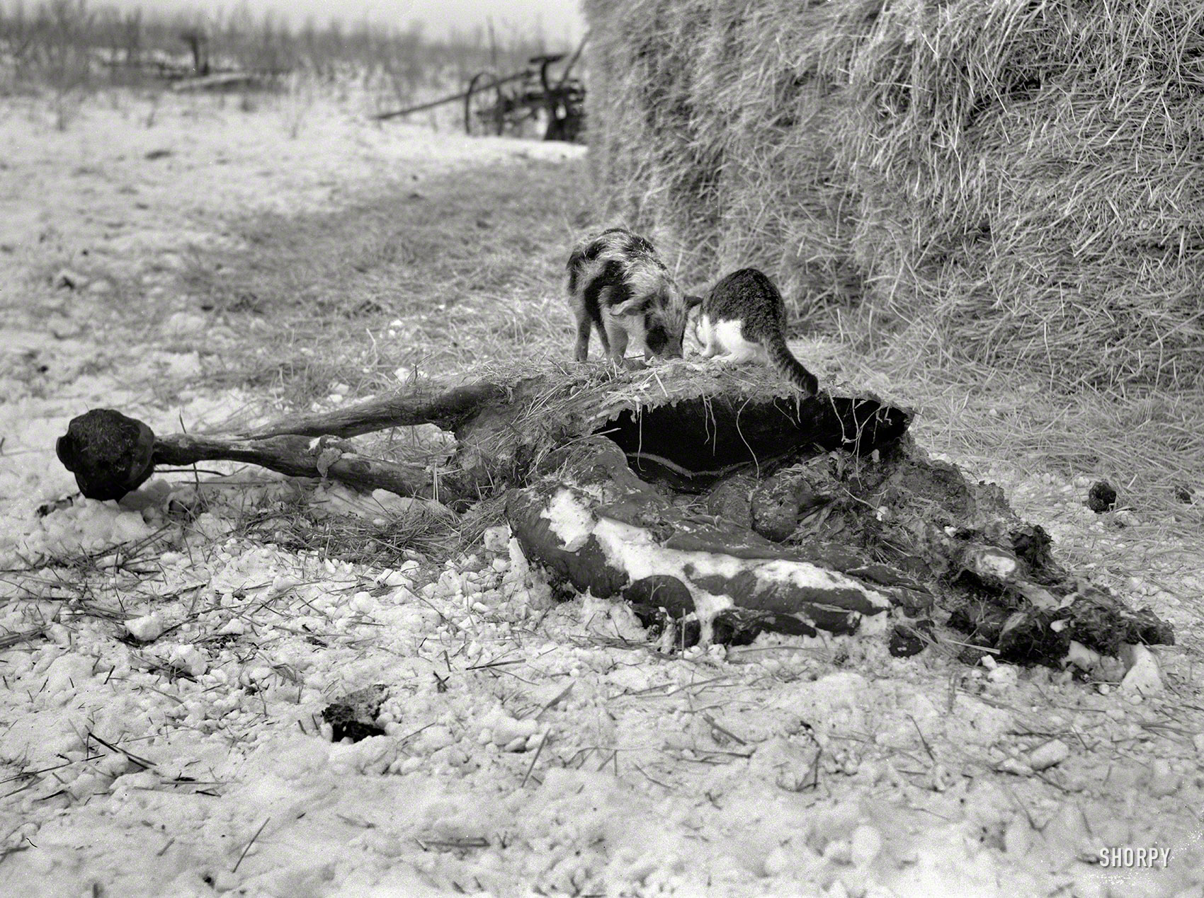 December 1936. "William Helmke farm near Dickens, Iowa." Kittycat and Piglet sharing a Mulesicle. Photo by Russell Lee. View full size.