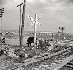 February 1937. "During the flood, cows and chickens were moved to the highest ground possible. Near Cache, Illinois." Aftermath of the Ohio River Valley flood. Photo by Russell Lee for the Resettlement Administration. View full size.
