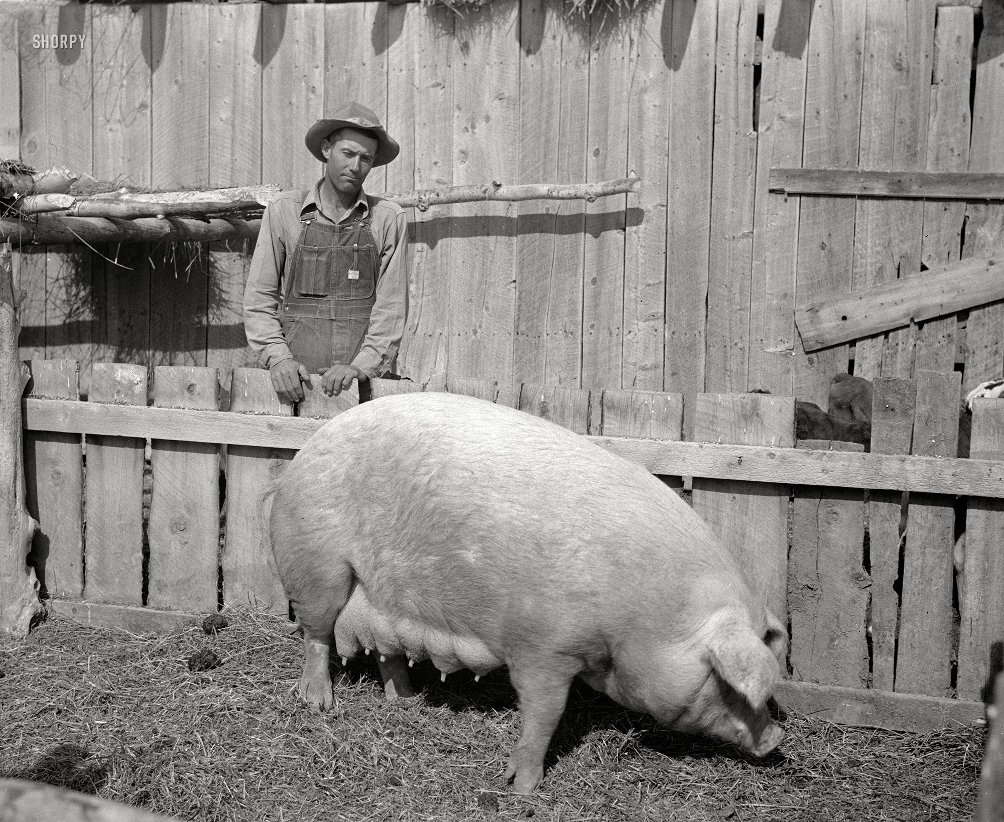 1940. "Curtis Whitlock, Sanpete County, Utah, Farm Security Administration rehabilitation client, was on Work Projects Administration relief for a time before he was able to rent a farm, after having lost out once in farming. His Farm Security Administration loan put him on his feet and bought him breeding stock such as the purebred sow in this picture, foundation dairy cows, and a fine work mare." Medium-format negative, photographer unknown. View full size.