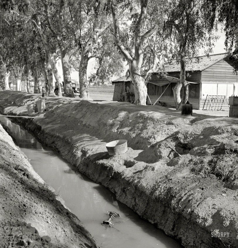 March 1937. "Ditch bank housing for Mexican field workers. Imperial Valley, California." Washtub and ashcans under the eucalyptus allée. Photo by Dorothea Lange for the Resettlement Administration. View full size.