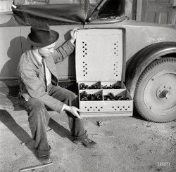 February 1939. "Bankhead Farms, Alabama. A homesteader with some of the baby chicks he is raising." Supported by a roadster rather than a rooster. Photo by Arthur Rothstein for the Resettlement Administration. View full size.