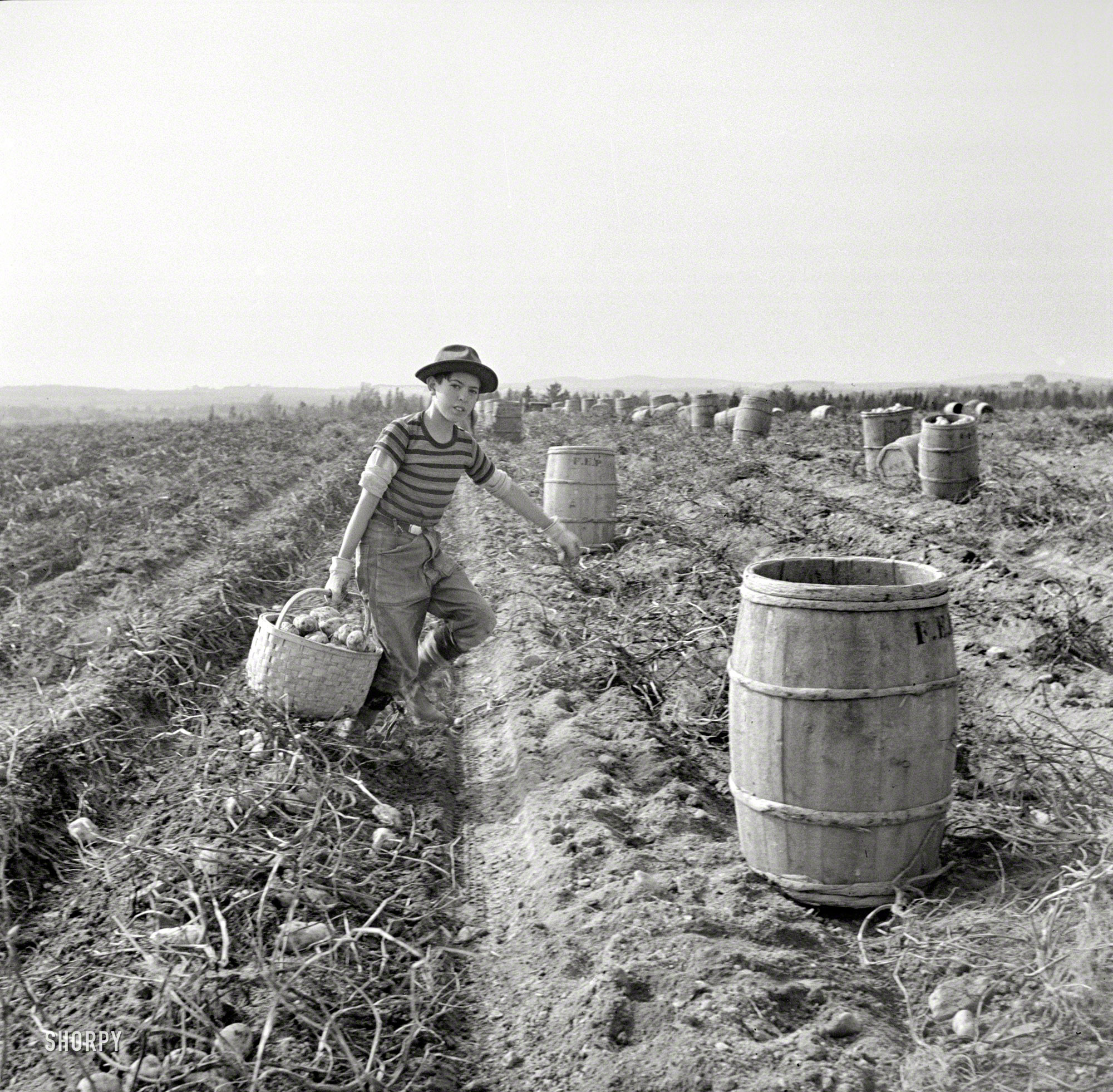 October 1940. "Near Caribou, Maine. The opening of school was delayed in sections of Aroostook County so children could help pick potatoes." Does this beat Introduction to Algebra? Photo by Jack Delano. View full size.