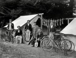 Circa 1910. "Rabbit-hunting party of six men, with bicycles, guns and dogs, including rabbits strung between two tents. Possibly Christchurch district." Now where'd we put that cookbook? Glass negative by Adam Maclay. View full size.
A plague of rabbits@solo: New Zealand definitely has problems with overpopulations of introduced rabbits, to the point that the official government Encyclopedia of New Zealand refers to periodic population booms as "plagues."
These guys are certainly doing their country a favor.
Elmer Fuddwould be very jealous of these guys!
AulsebrooksThe biscuit manufacturer is Aulsebrooks, a name well-known to generations of New Zealanders.
Slow HaresI guess since they had no fast food outlets, rabbits would be the only way to go. It seems much more fun than standing in line, but if you're really hungry the wait would be terrible.
Something&#039;s MissingI see six men but only five bicycles and five guns. One of them must be a vegan.
Sorry BugsYou can't counter this by yelling "Duck Season!" no matter how we love the classic cartoons. Merrily these guys roll along with bicycles and strung bunnies. Ugh.
The Bicycleslook to be as well maintained as the rifles. 
Resisting oversimplificationOnly the ignorant equate New Zealand with its larger neighbor, Australia, but this photo reminds one that the latter (and larger and more climatically diverse, etc.) was nearly over-run by imported bunnies in the late 19th and early 20th Centuries, such that wholesale carnage had to be brought down on the voracious immigrants.  Did New Zealand experience a similar problem, or are these hunters merely scaring up the ingredients for jugged hare?
Stylish campersTies, pocket squares, and boutonnieres on a camping/hunting trip. Boy, times have changed.
Nothing is missingThe young man with the Mao style jacket is the only one properly dressed for the hunting trip but alas, is just a servant.
More on the RabbitsMy Australian Mother has told me about the Hare problem in the Sydney area (NSW) of the 30’s and 40’s. They are cousins of the rabbit, but larger and much more aggressive…more like small ‘roos’, short for kangaroos. The destruction of many gardens and vegetable plots was a common occurrence.
When I started hunting as a young boy at 10 y/o I went after American rabbits with my 16 gauge shotgun….a big mistake as I found; too many lead pellets left in the meat. I soon switched to a .22 rifle and only had to find a single round. I viewed this photo of the 12 gauge double barrels stacked together with that thought. 
We really don’t eat much rabbit in this country….mostly in the South, and then I find it at Mexican restaurants here in Northern Illinois and Wisconsin. It is a delicious treat!
Bikes and ClassWould the guy in the high-buttoned jacket have been a beater for the hunt, hired by the other guys?  I have no ideas whether wabbit-hunters usually need beaters, but if so, that could explain why there are one too few bikes.  The other men's wearing spiffy clothing and boutonnieres on a hunt makes me guess that they're middle class rather than upper class, though perhaps bicycles were so prestigious at this time that young aristocrats used them to go hunting--in adventuresome New Zealand if not in Britain.
(The Gallery, Adam Maclay, Animals, Bicycles, Dogs, New Zealand)