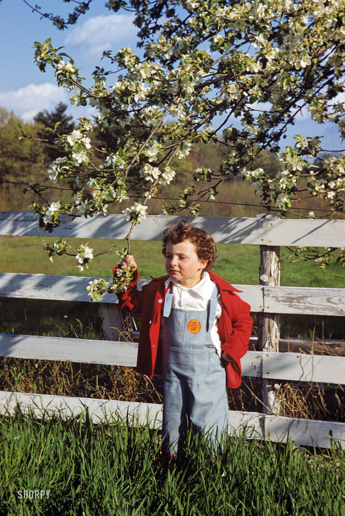"Linda May 1952." She's in her Junior Gardener overalls, and spring is in the air. Another of these 35mm Kodachromes that I found on eBay. View full size.