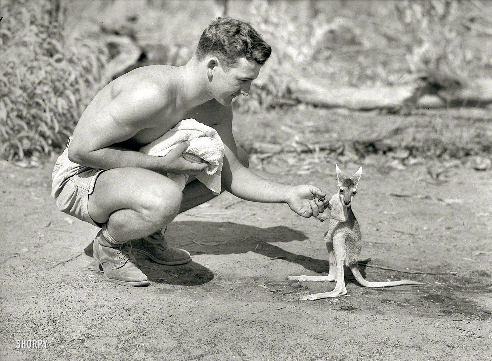 September 10, 1942, somewhere in Australia. "American soldier at advanced allied base with his pet kangaroo." Photo by John Earl McNeil. View full size.
