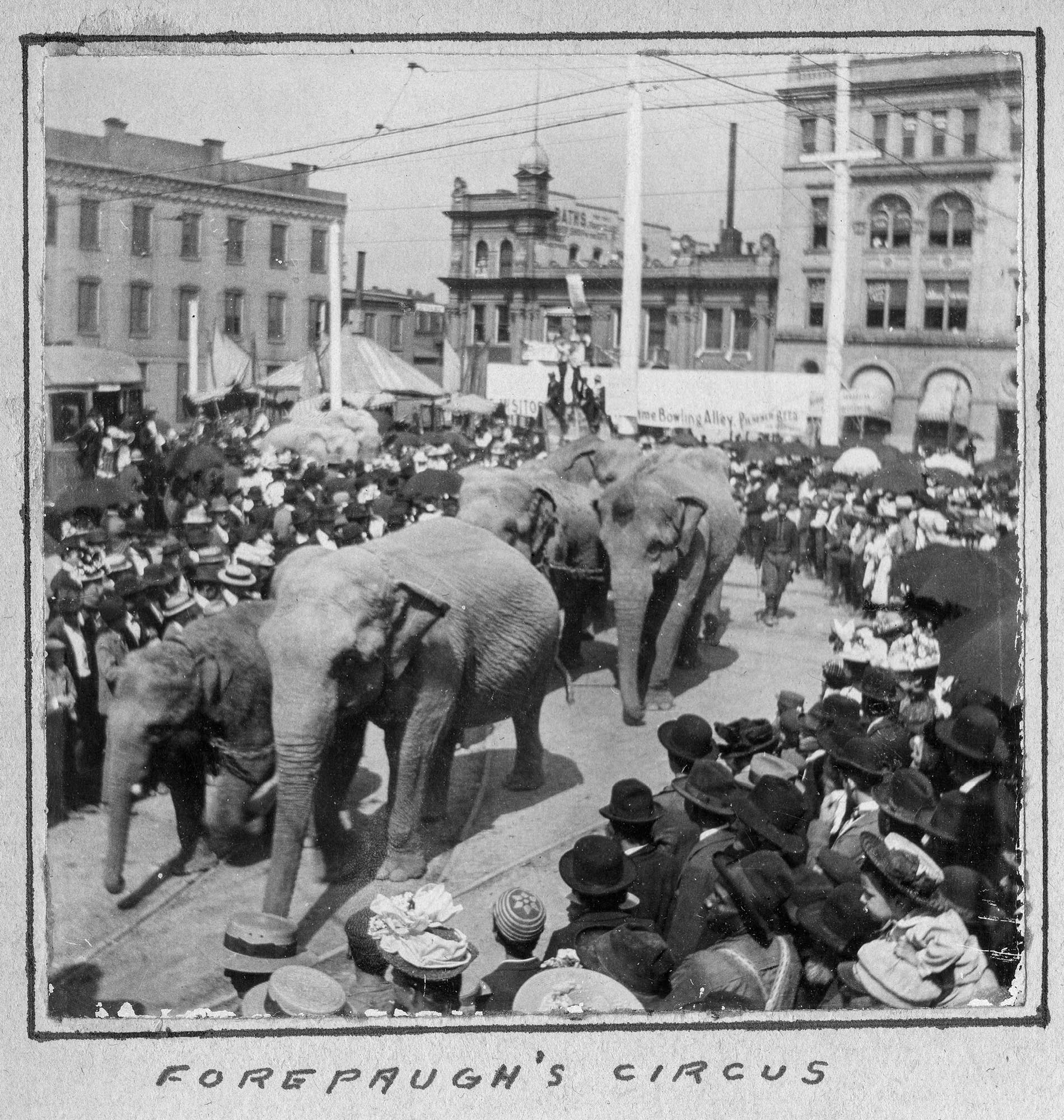 Adam Forepaugh's Circus, at the Great Street Faire, Belleville, Illinois, 1901.

Photo taken by Samuel Peake Hyde, b. Feb 17, 1850, St. Francisville, Clark, Missouri; d. April 28, 1921, Belleville, St. Clair, Illinois., son of Edwin C. Hyde and Elizabeth Hyde. Samuel was a clerk for J. G. Green Company, 1867, and then worked with his father at E.C. Hyde & Co., Storage and Commission, 4 South Commercial Street, Belleville, IL. Sam resided at 37 North Douglas, Belleville.