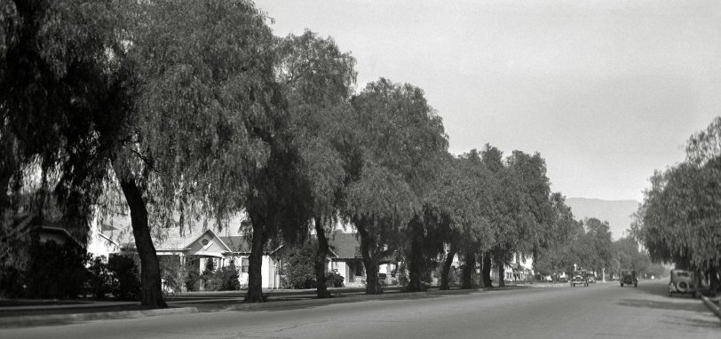Residential street in San Fernando, California, October 1931. From a collection of newspaper negatives found in a second-hand store. View full size.
