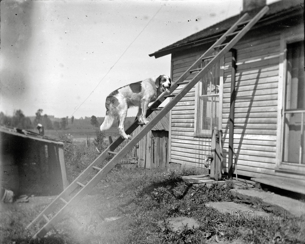 This is from the Youngstown, Ohio area.  The only thing written on the original sleeve is "Spot on ladder." Scanned from the 5x4 inch glass negative.