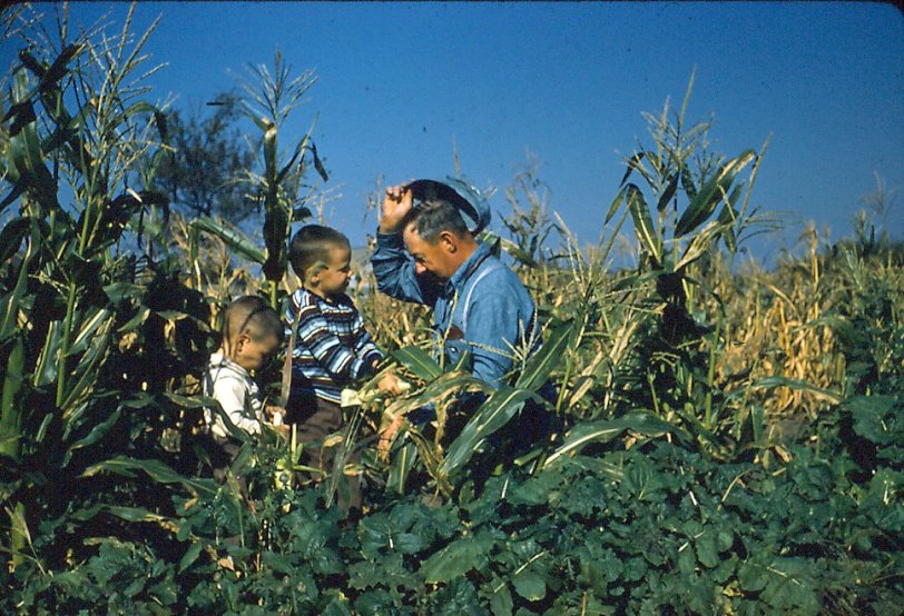 My grandfather showing my younger brother, George, and I his crop of sweet corn in the summer of 1957, Blandinsville, Illinois. Original photo is a Kodachrome slide. View full size.
