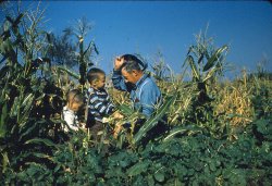 My grandfather showing my younger brother, George, and I his crop of sweet corn in the summer of 1957, Blandinsville, Illinois. Original photo is a Kodachrome slide. View full size.
(ShorpyBlog, Member Gallery)