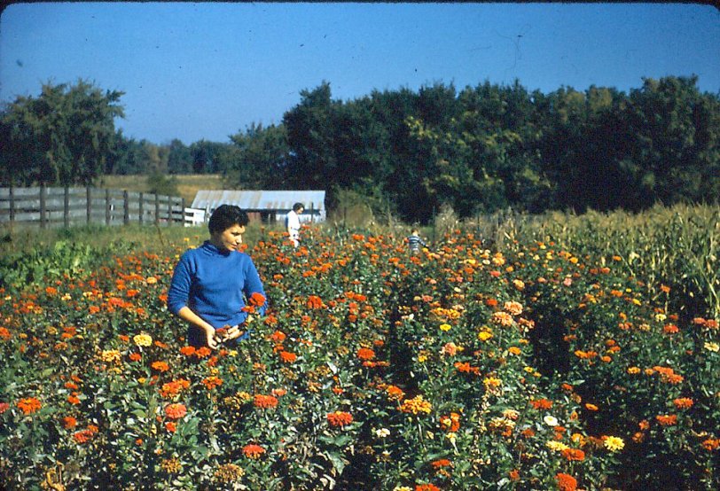 Mother (foreground), Grandmother, and I inspecting the flowers in the garden. 1957 Kodachrome taken on a farm near Blandinsville, Illinois. View full size.
