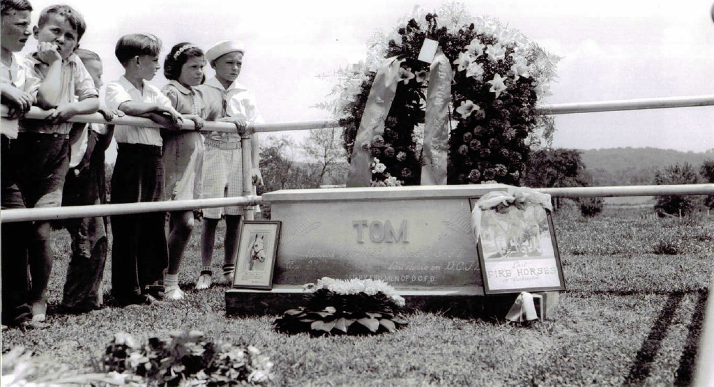 June 25, 1937. Washington, D.C. A ceremony to place a headstone at Blue Plains for Tom, the last D.C. fire horse. I wonder if anyone knows where at Blue Plains this was. View full size.