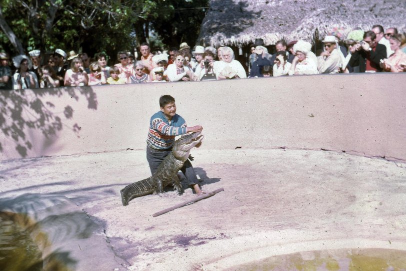 Man wrestling an alligator. Late 1960s or early 1970s Florida. From my grandparents' slides.
