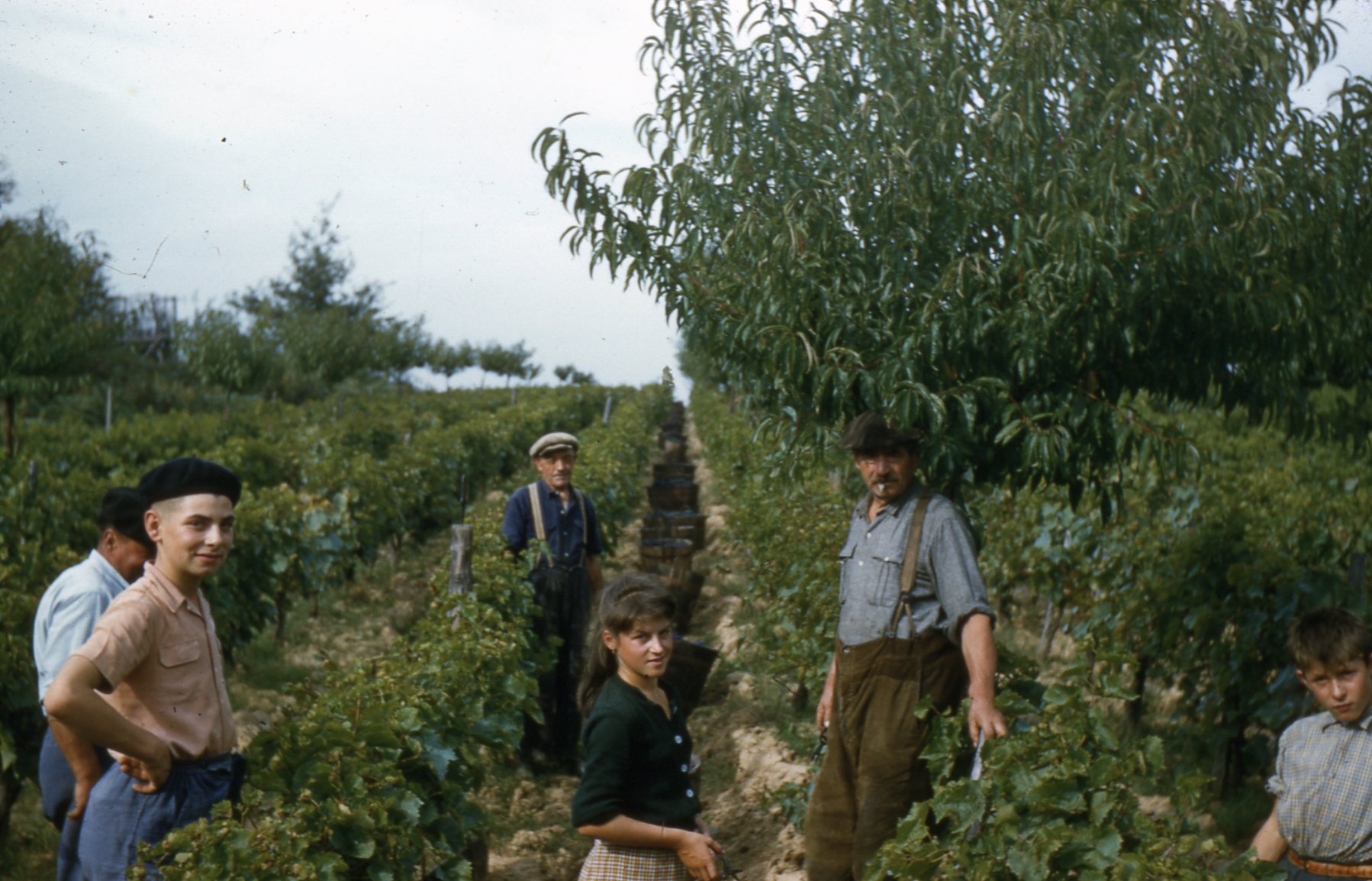 Culture of the vine. The time of the grape harvest is there. The tree on the line is a peach tree. The grape harvest was not mechanical for a better preservation of grapewines and all the village took part. South-west of France circa 50. Bordeaux area. View full size.