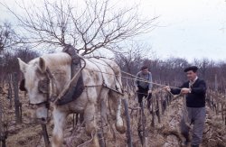 Culture of the vine. The rows of vines were too close to make pass a tractor and only a horse could do this work. The oldest man was my mom's uncle and the other one was his cousin. Early 50's in the southwest of France. Bordeaux area. View full size.
