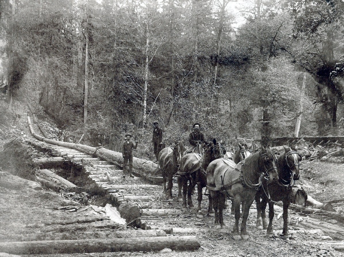 After he moved to Oregon in the early 1890s, my grandfather bred and trained teams of Belgians and other draft horses for the logging industry. This was one of his six-horse teams, hauling logs on a skid road near Clatskanie, Oregon, circa 1905. That's him seated at the rear, controlling the reins of the lead team from the saddle. View full size.