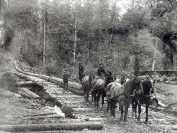 After he moved to Oregon in the early 1890s, my grandfather bred and trained teams of Belgians and other draft horses for the logging industry. This was one of his six-horse teams, hauling logs on a skid road near Clatskanie, Oregon, circa 1905. That's him seated at the rear, controlling the reins of the lead team from the saddle. View full size.
WowWhat an awesome picture! You have to love having this link to your family's past.
(ShorpyBlog, Member Gallery, Mining)